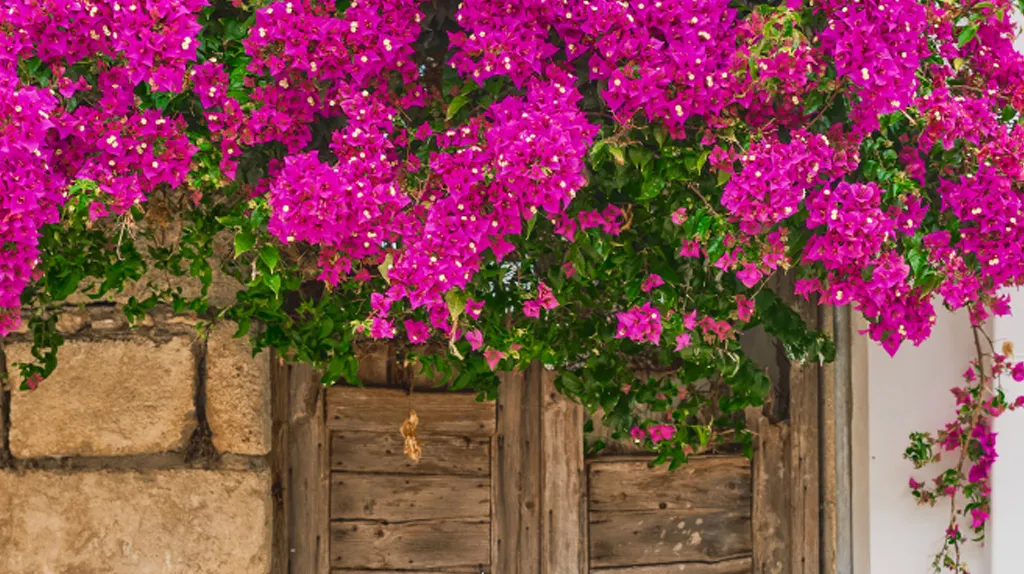 bannertaormina